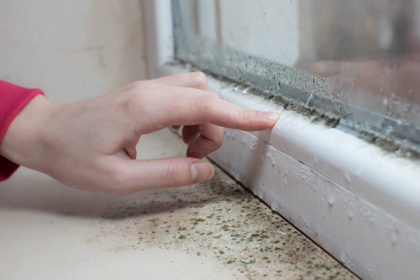 Best Real Estate Mold Inspection  in Trinity, AL